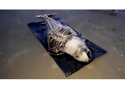 2020–11-06 海豚仅剩骸骨留下费解疑团